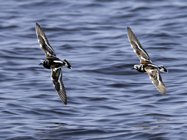 Karikukko, Ruddy Turnstone, Arenaria interpres