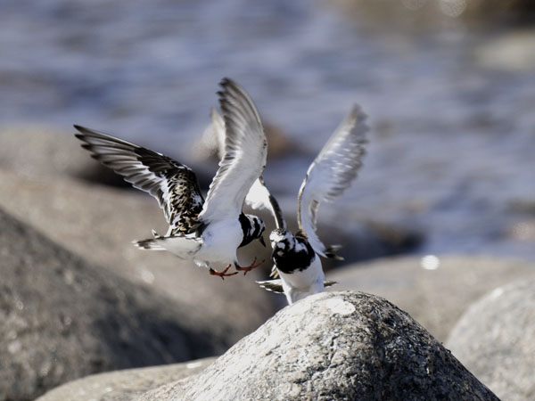 Karikukko, Ruddy Turnstone, Arenaria interpres