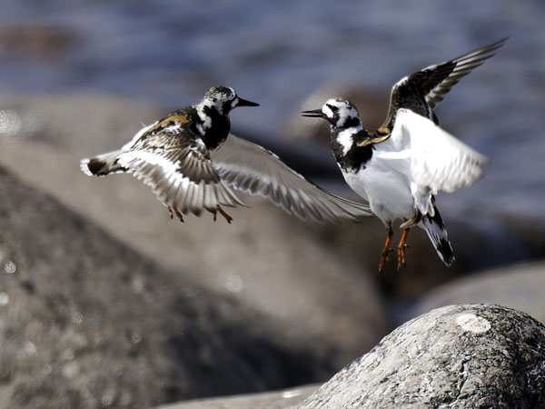 Karikukko, Ruddy Turnstone, Arenaria interpres