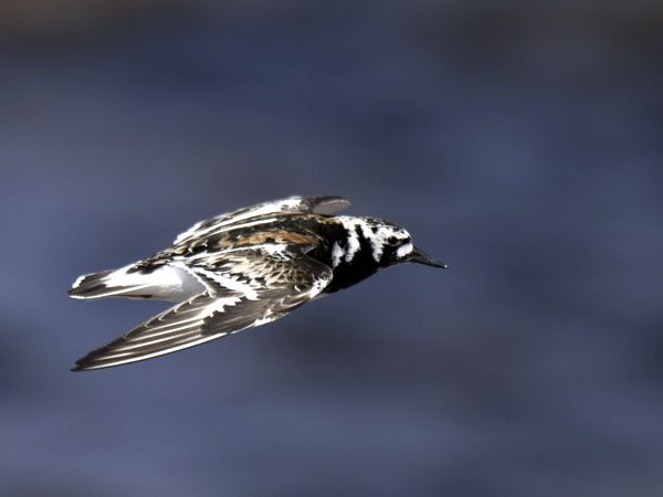 Karikukko, Ruddy Turnstone, Arenaria interpres