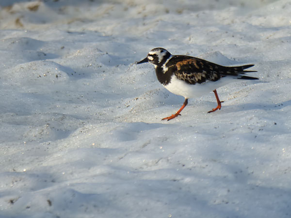 Karikukko, Ruddy Turnstone, Arenaria interpres