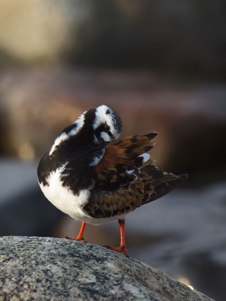 Karikukko, Ruddy Turnstone, Arenaria interpres