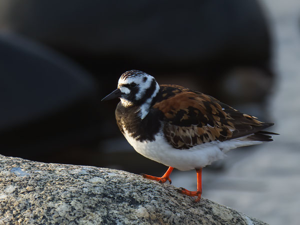 Karikukko, Ruddy Turnstone, Arenaria interpres