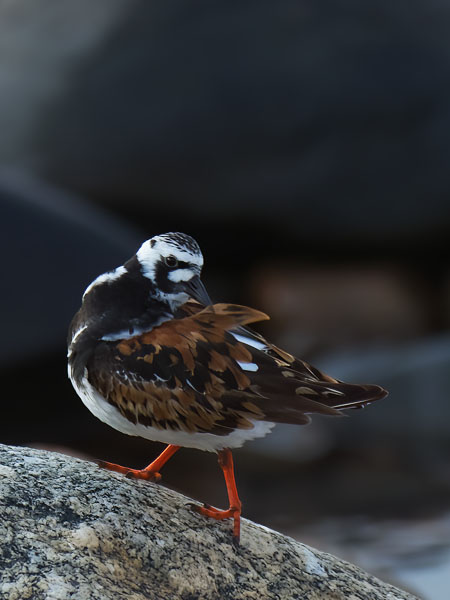 Karikukko, Ruddy Turnstone, Arenaria interpres