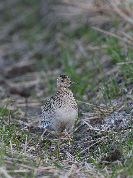 Preeriakahlaaja, Upland Sandpiper, Bartramia longicauda