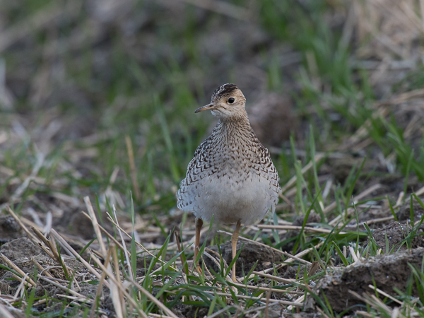 Preeriakahlaaja, Upland Sandpiper, Bartramia longicauda