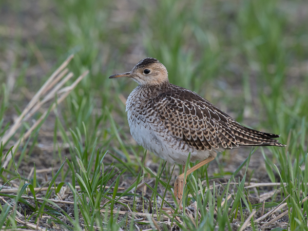 Preeriakahlaaja, Upland Sandpiper, Bartramia longicauda