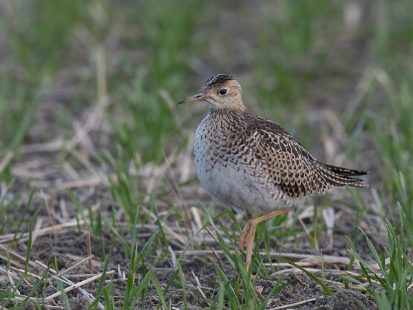 Preeriakahlaaja, Upland Sandpiper, Bartramia longicauda