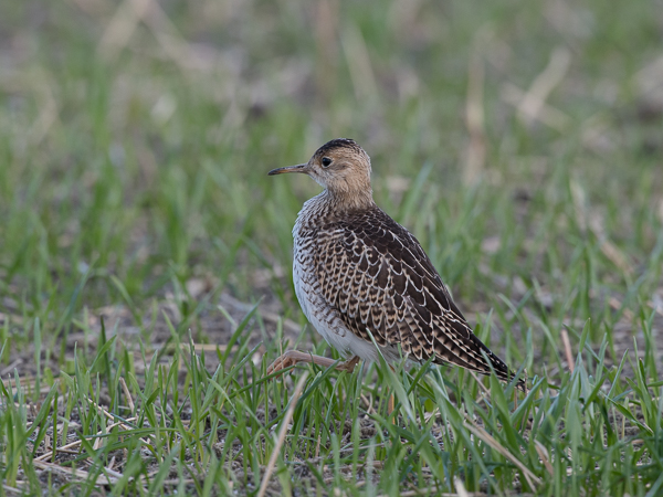 Preeriakahlaaja, Upland Sandpiper, Bartramia longicauda