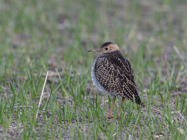 Preeriakahlaaja, Upland Sandpiper, Bartramia longicauda