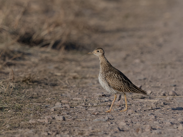 Preeriakahlaaja, Upland Sandpiper, Bartramia longicauda