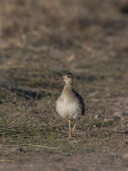 Preeriakahlaaja, Upland Sandpiper, Bartramia longicauda