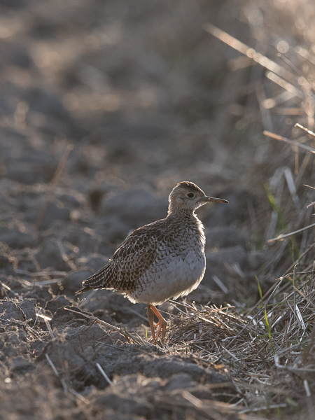Preeriakahlaaja, Upland Sandpiper, Bartramia longicauda
