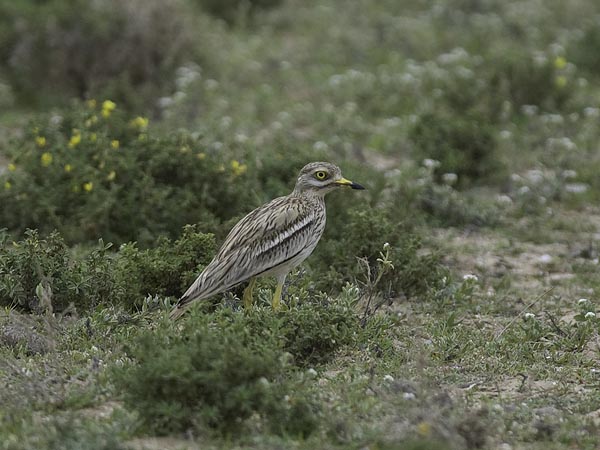 Paksujalka, Eurasian Stone-Curlew, Burhinus oedicnemus