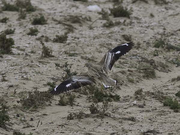 Paksujalka, Eurasian Stone-Curlew, Burhinus oedicnemus