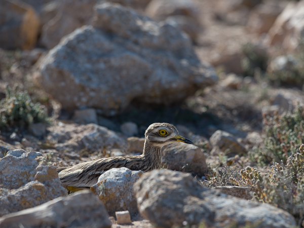 Paksujalka, Eurasian Stone-Curlew, Burhinus oedicnemus