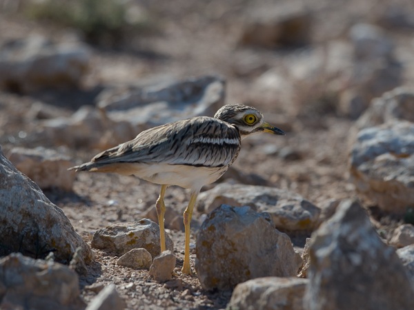 Paksujalka, Eurasian Stone-Curlew, Burhinus oedicnemus