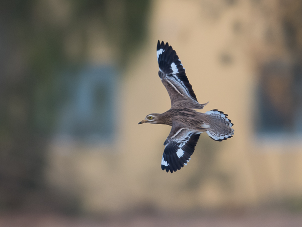 Paksujalka, Eurasian Stone-Curlew, Burhinus oedicnemus