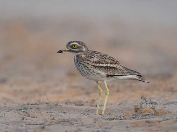 Paksujalka, Eurasian Stone-Curlew, Burhinus oedicnemus