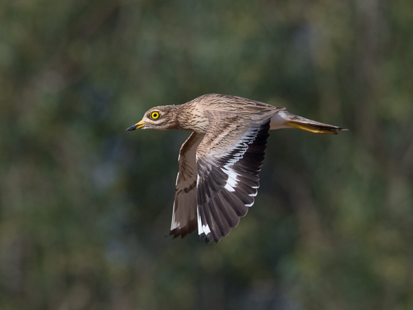 Paksujalka, Eurasian Stone-Curlew, Burhinus oedicnemus