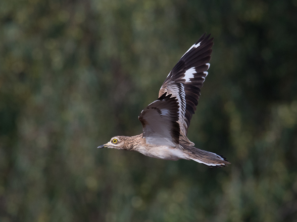 Paksujalka, Eurasian Stone-Curlew, Burhinus oedicnemus