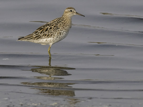 Suippopyrstösirri, Sharp-tailed Sandpiper, Calidris acuminata