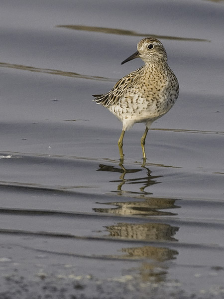 Suippopyrstösirri, Sharp-tailed Sandpiper, Calidris acuminata