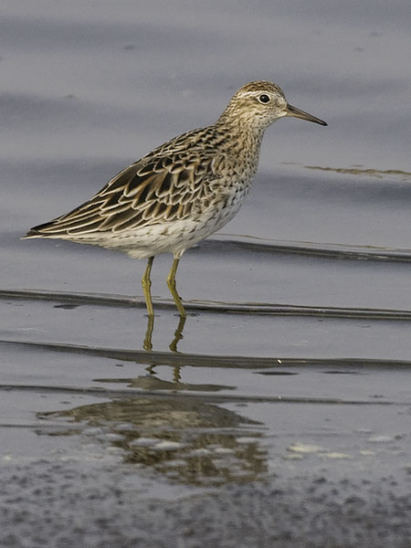 Suippopyrstösirri, Sharp-tailed Sandpiper, Calidris acuminata