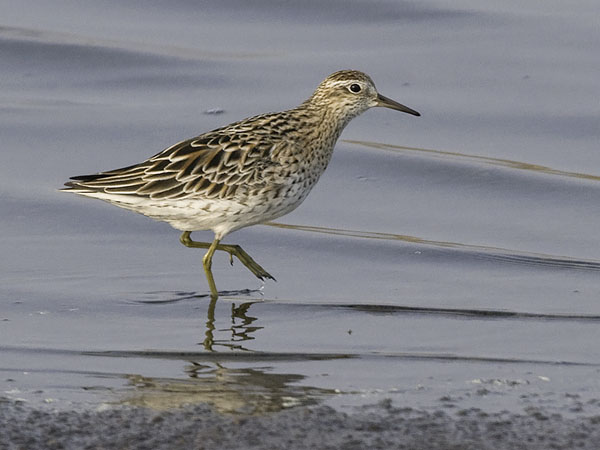 Suippopyrstösirri, Sharp-tailed Sandpiper, Calidris acuminata
