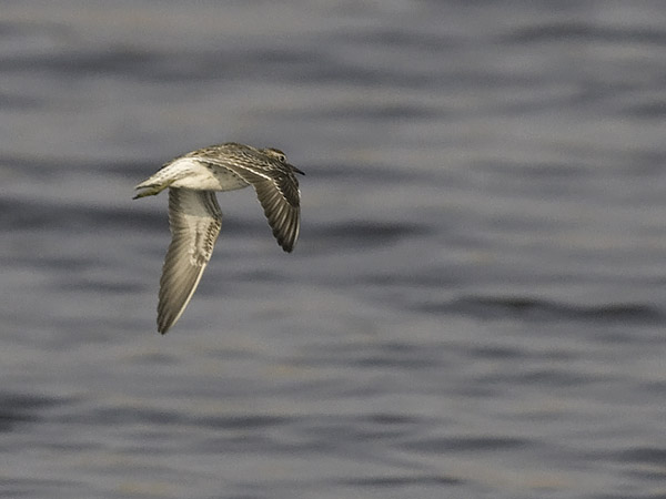 Suippopyrstösirri, Sharp-tailed Sandpiper, Calidris acuminata