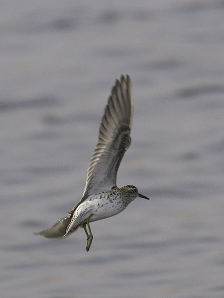 Suippopyrstösirri, Sharp-tailed Sandpiper, Calidris acuminata