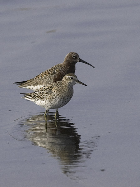 Suippopyrstösirri, Sharp-tailed Sandpiper, Calidris acuminata