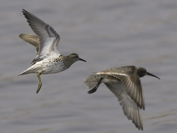 Suippopyrstösirri, Sharp-tailed Sandpiper, Calidris acuminata