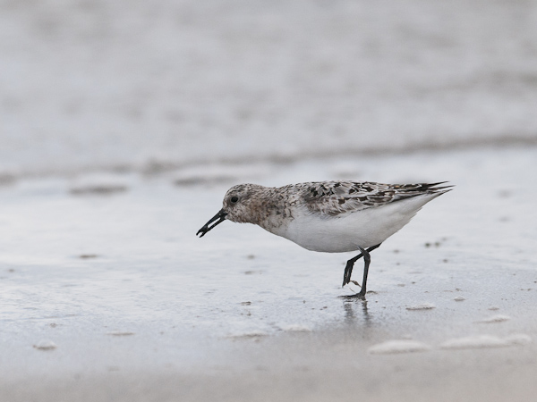 Pulmussirri, Sanderling, Calidris alba