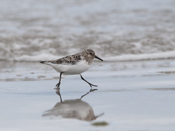 Pulmussirri, Sanderling, Calidris alba