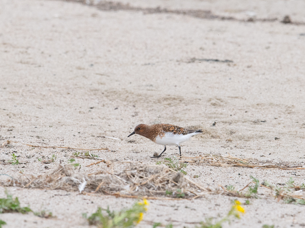 Pulmussirri, Sanderling, Calidris alba