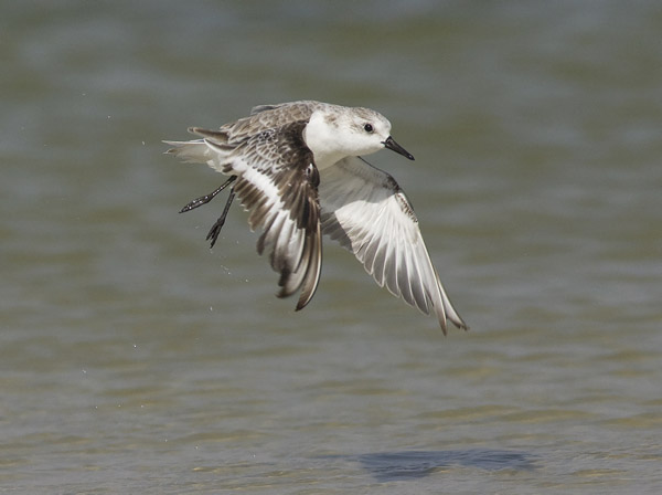 Pulmussirri, Sanderling, Calidris alba