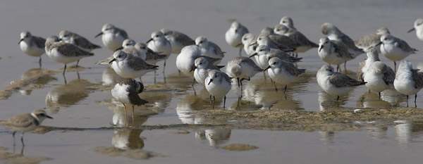 Pulmussirri, Sanderling, Calidris alba