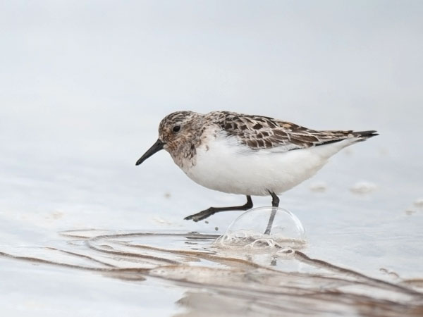 Pulmussirri, Sanderling, Calidris alba
