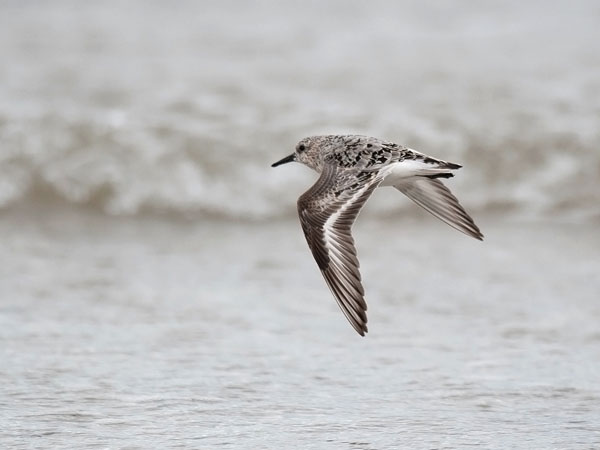 Pulmussirri, Sanderling, Calidris alba