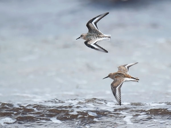 Pulmussirri, Sanderling, Calidris alba