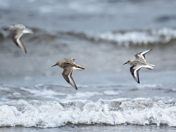 Pulmussirri, Sanderling, Calidris alba