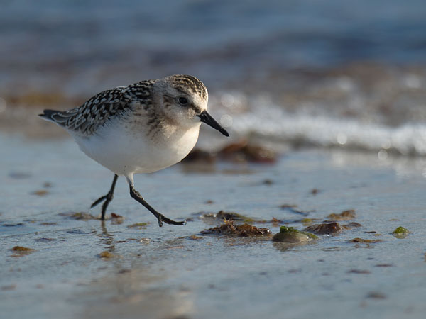 Pulmussirri, Sanderling, Calidris alba