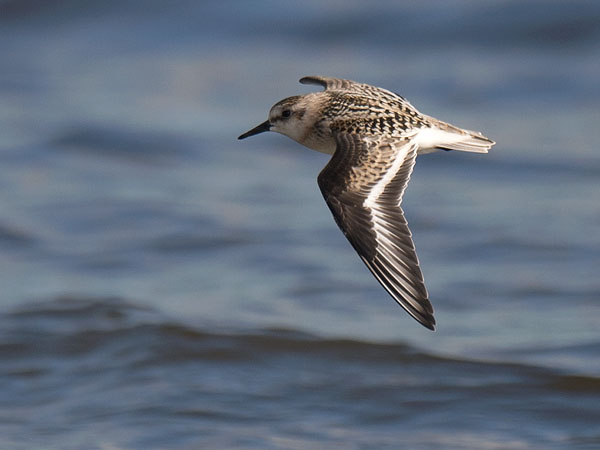 Pulmussirri, Sanderling, Calidris alba