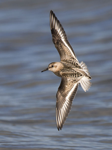 Pulmussirri, Sanderling, Calidris alba