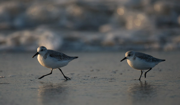 Pulmussirri, Sanderling, Calidris alba