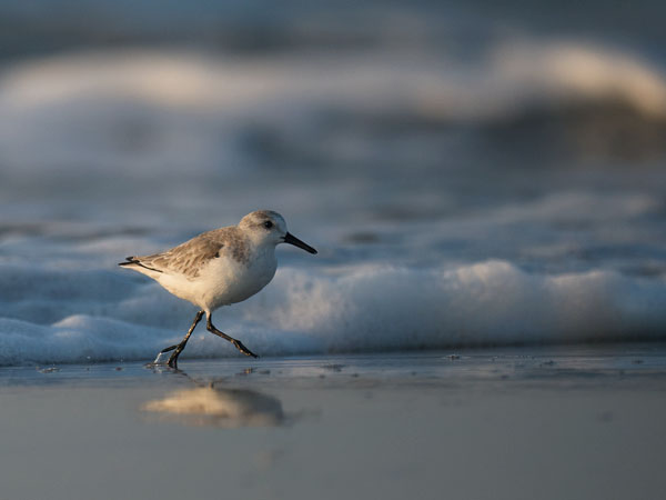 Pulmussirri, Sanderling, Calidris alba