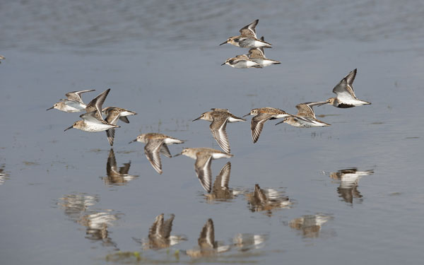 Suosirri, Dunlin, Calidris alpina