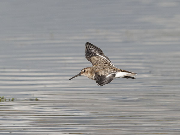 Suosirri, Dunlin, Calidris alpina