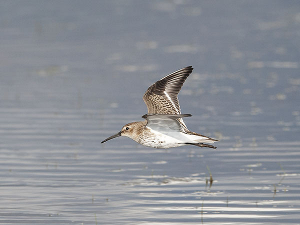 Suosirri, Dunlin, Calidris alpina